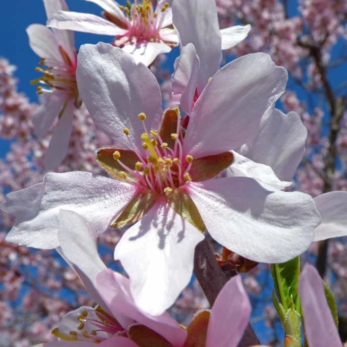4-5ft 'Robijn' Almond Tree | 9L Pot 1 4-5ft 'Robijn' Almond Tree | 9L Pot