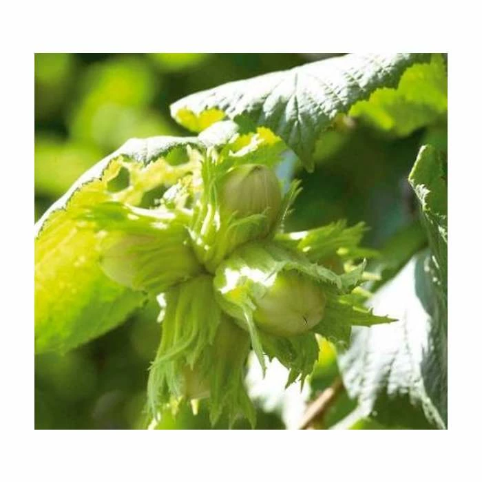 4-5ft 'Kentish Cob' Filbert Tree | 9L Pot 1 4-5ft 'Kentish Cob' Filbert Tree | 9L Pot