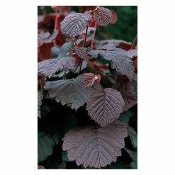 4-5ft Purple Filbert Tree | 9L Pot