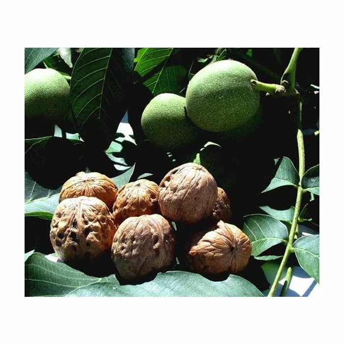 4-5ft 'Lara' Walnut Tree | Walnut Seedling Rootstock | 9L Pot 1 4-5ft 'Lara' Walnut Tree | Walnut Seedling Rootstock | 9L Pot
