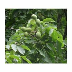 4-5ft 'Buccaneer' Walnut Tree | Walnut Seedling Rootstock |9L Pot