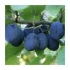 4-5ft 'Merryweather' Damson Tree | SJA Semi Vigorous Rootstock | 9L Pot