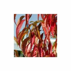 Prunus Persica Taoflora Red | Red Flowering Peach Tree | 10L Pot | 120-150cm 7 Prunus Persica Taoflora Red | Red Flowering Peach Tree | 10L Pot | 120-150cm -botanical garden shop TR0488 add image 2 d82c