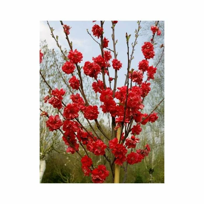Prunus Persica Taoflora Red | Red Flowering Peach Tree | 10L Pot | 120-150cm 1 Prunus Persica Taoflora Red | Red Flowering Peach Tree | 10L Pot | 120-150cm