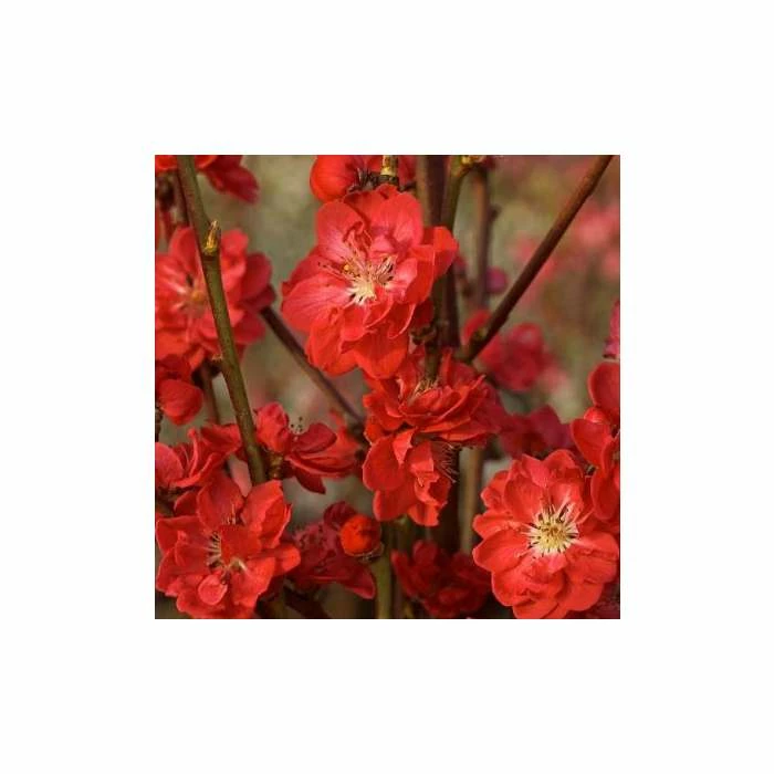 Prunus Persica Taoflora Red | Red Flowering Peach Tree | 10L Pot | 120-150cm 2 Prunus Persica Taoflora Red | Red Flowering Peach Tree | 10L Pot | 120-150cm - Image 2
