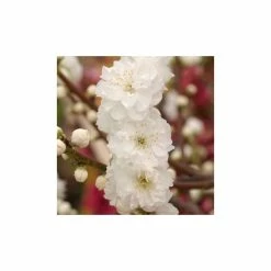Prunus Persica Taoflora White | White Flowering Peach Tree | 10L Pot | 120-150cm -botanical garden shop TR0489 add image 1 1042