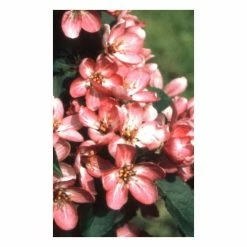 Malus 'Laura' | Crab Apple Tree | 9L Pot | 120-150cm -botanical garden shop TR0491 add image 1 7a36