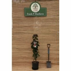 Malus 'Laura' | Crab Apple Tree | 9L Pot | 120-150cm -botanical garden shop TR0491 add image 2 e5ea