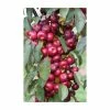 Malus 'Laura' | Crab Apple Tree | 9L Pot | 120-150cm