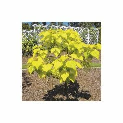 Catalpa Bignonioides 'Aurea | Golden Indian Bean Tree | 9L Pot | 120-150cm -botanical garden shop TR0494 add image 1 95f8