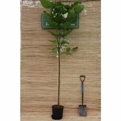Catalpa Bignonioides 'Aurea | Golden Indian Bean Tree | 9L Pot | 120-150cm -botanical garden shop TR0494 add image 2 14f2