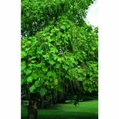 Catalpa Bignonioides 'Aurea | Golden Indian Bean Tree | 9L Pot | 120-150cm -botanical garden shop TR0494 add image 3 b0b9