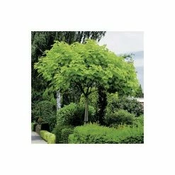 Catalpa Bignonioides 'Aurea | Golden Indian Bean Tree | 9L Pot | 120-150cm -botanical garden shop TR0494 add image 4 06bc