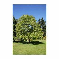 Catalpa Bignonioides 'Aurea | Golden Indian Bean Tree | 9L Pot | 120-150cm -botanical garden shop TR0494 add image 5 8535
