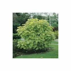 Catalpa Bignonioides 'Aurea | Golden Indian Bean Tree | 9L Pot | 120-150cm -botanical garden shop TR0494 add image 6 45da