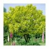 Catalpa Bignonioides 'Aurea | Golden Indian Bean Tree | 9L Pot | 120-150cm