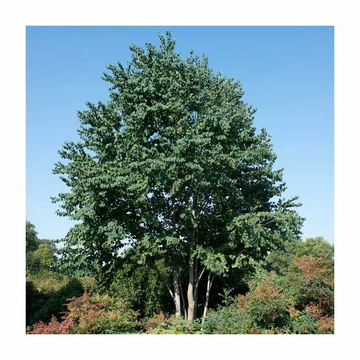 Cercidiphyllum Japonicum | Katsura Tree | 4.5L Pot | 90-120cm 1 Cercidiphyllum Japonicum | Katsura Tree | 4.5L Pot | 90-120cm