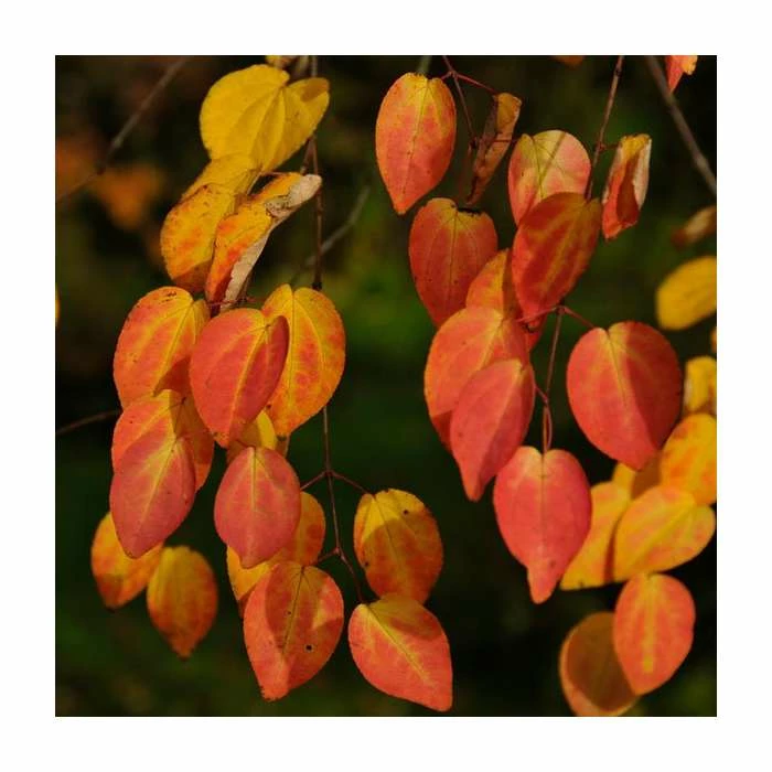 Cercidiphyllum Japonicum | Katsura Tree | 4.5L Pot | 90-120cm 2 Cercidiphyllum Japonicum | Katsura Tree | 4.5L Pot | 90-120cm - Image 2