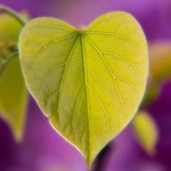 Cercis Siliquastrum | Judas Tree | 4.5L Pot | 120-150cm 10 Cercis Siliquastrum | Judas Tree | 4.5L Pot | 120-150cm -botanical garden shop TR0497 add image 1 4ac3