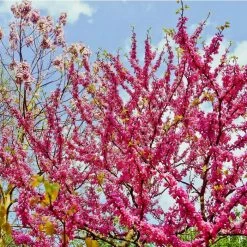 Cercis Siliquastrum | Judas Tree | 4.5L Pot | 120-150cm 11 Cercis Siliquastrum | Judas Tree | 4.5L Pot | 120-150cm -botanical garden shop TR0497 add image 2 c3bc