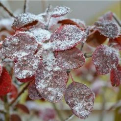 Cercis Siliquastrum | Judas Tree | 4.5L Pot | 120-150cm 12 Cercis Siliquastrum | Judas Tree | 4.5L Pot | 120-150cm -botanical garden shop TR0497 add image 3 7062
