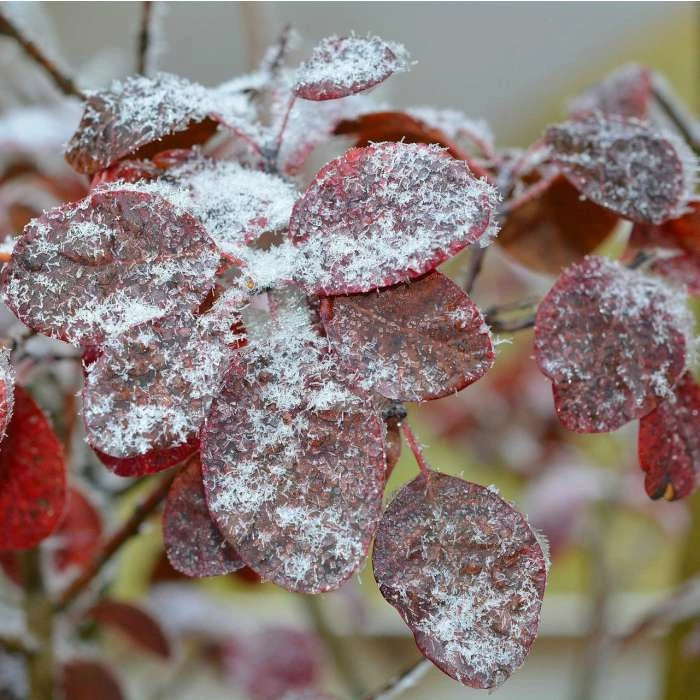 Cercis Siliquastrum | Judas Tree | 4.5L Pot | 120-150cm 5 Cercis Siliquastrum | Judas Tree | 4.5L Pot | 120-150cm - Image 5