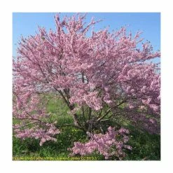 Cercis Siliquastrum | Judas Tree | 4.5L Pot | 120-150cm 14 Cercis Siliquastrum | Judas Tree | 4.5L Pot | 120-150cm -botanical garden shop TR0497 add image 5 d14c