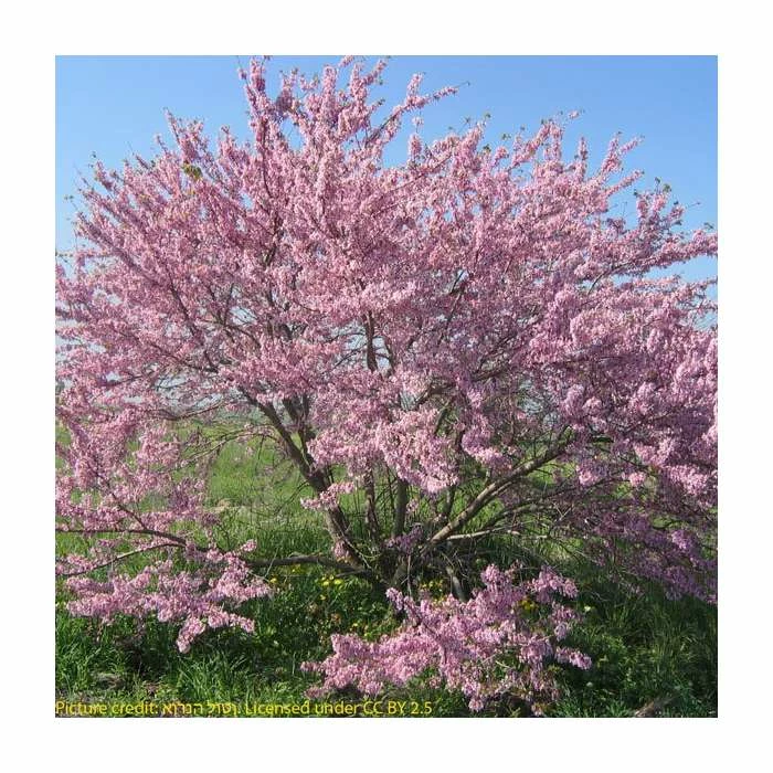 Cercis Siliquastrum | Judas Tree | 4.5L Pot | 120-150cm 7 Cercis Siliquastrum | Judas Tree | 4.5L Pot | 120-150cm - Image 7