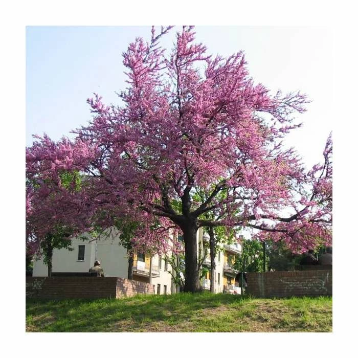 Cercis Siliquastrum | Judas Tree | 4.5L Pot | 120-150cm 8 Cercis Siliquastrum | Judas Tree | 4.5L Pot | 120-150cm - Image 8