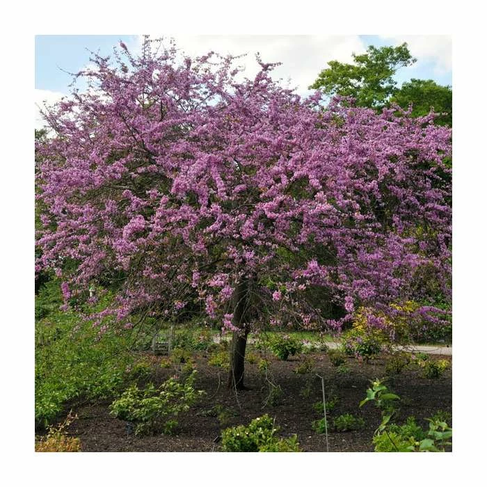 Cercis Siliquastrum | Judas Tree | 4.5L Pot | 120-150cm 1 Cercis Siliquastrum | Judas Tree | 4.5L Pot | 120-150cm
