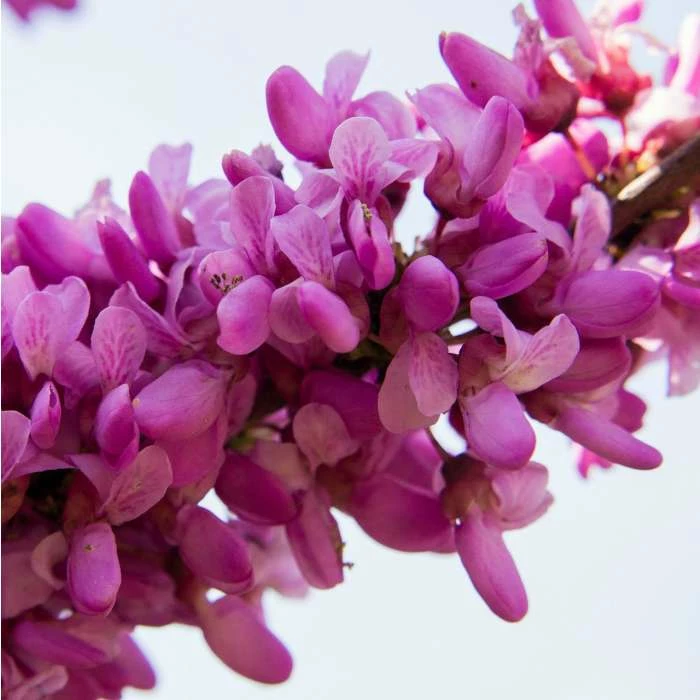 Cercis Siliquastrum | Judas Tree | 4.5L Pot | 120-150cm 2 Cercis Siliquastrum | Judas Tree | 4.5L Pot | 120-150cm - Image 2
