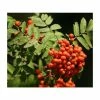 Sorbus Aucuparia 'Sheerwater Seedling' | Rowan Tree | 120-150cm