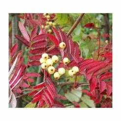 Sorbus Discolor | Rowan Tree | Bare Root | 120-150cm
