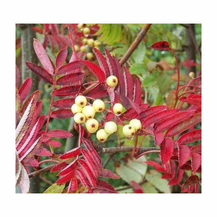 Sorbus Discolor | Rowan Tree | Bare Root | 120-150cm 1 Sorbus Discolor | Rowan Tree | Bare Root | 120-150cm