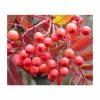 Sorbus 'Eastern Promise' | Rowan Tree | Bare Root | 120-150cm