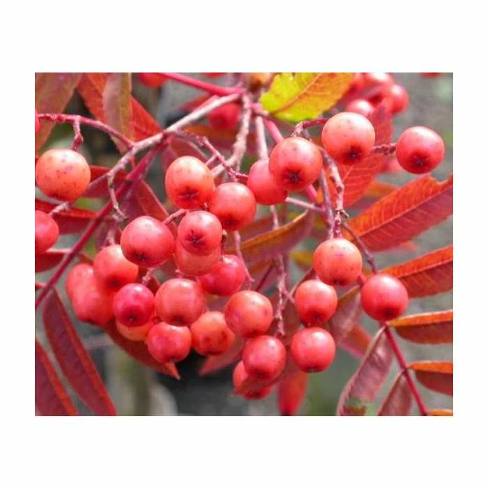 Sorbus 'Eastern Promise' | Rowan Tree | Bare Root | 120-150cm 1 Sorbus 'Eastern Promise' | Rowan Tree | Bare Root | 120-150cm
