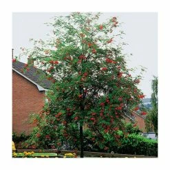 Sorbus Aucuparia | Mountain Ash Rowan Tree | 9L Pot | 120-150cm -botanical garden shop TR05079L add image 1 64dc