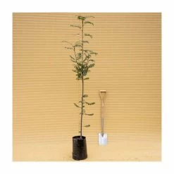 Sorbus Aucuparia | Mountain Ash Rowan Tree | 9L Pot | 120-150cm -botanical garden shop TR05079L add image 4 f5f9