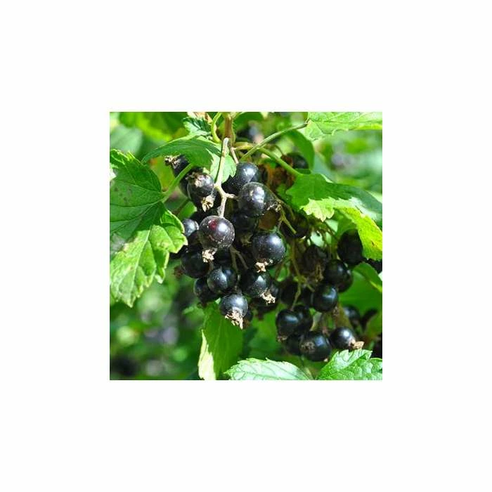 20-30cm Baldwin' Blackcurrant Bush | Bare Root 1 20-30cm Baldwin' Blackcurrant Bush | Bare Root