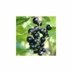 20-30cm Ben Hope' Blackcurrant Bush | Bare Root