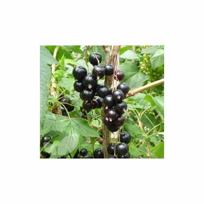 20-30cm Ben Sarek' Blackcurrant Bush | Bare Root 1 20-30cm Ben Sarek' Blackcurrant Bush | Bare Root