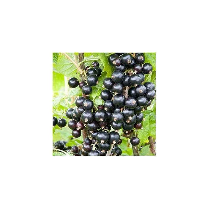 20-30cm Ebony' Blackcurrant Bush | Bare Root 1 20-30cm Ebony' Blackcurrant Bush | Bare Root
