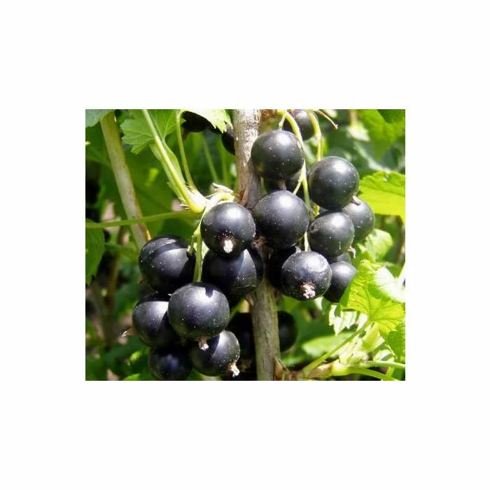 20-30cm Big Ben' Blackcurrant Bush | Bare Root 1 20-30cm Big Ben' Blackcurrant Bush | Bare Root