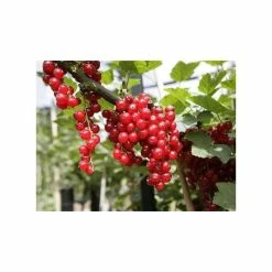 20-30cm Junifer' Redcurrant Bush | Bare Root