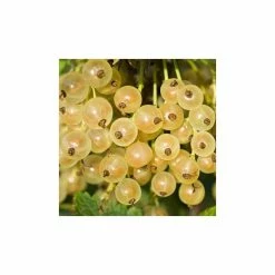 20-30cm White Versailles' Whitecurrant Bush | Bare Root
