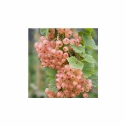 20-30cm Gloire De Sablons' Pinkcurrant Bush | Bare Root