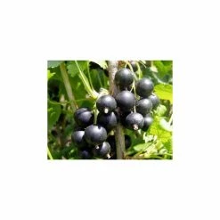 20-30cm Jostaberry Bush | Bare Root