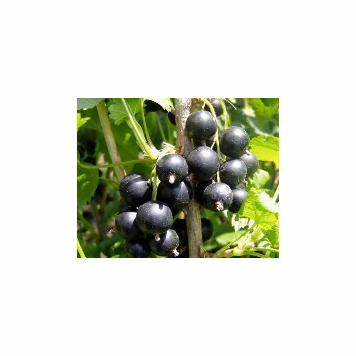 20-30cm Jostaberry Bush | Bare Root 1 20-30cm Jostaberry Bush | Bare Root