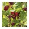 20-30cm Autumn Bliss' Raspberry Bush | 5 Bare Root Canes