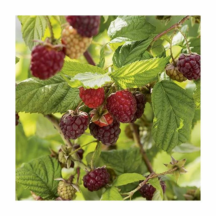 20-30cm Autumn Bliss' Raspberry Bush | 5 Bare Root Canes 1 20-30cm Autumn Bliss' Raspberry Bush | 5 Bare Root Canes